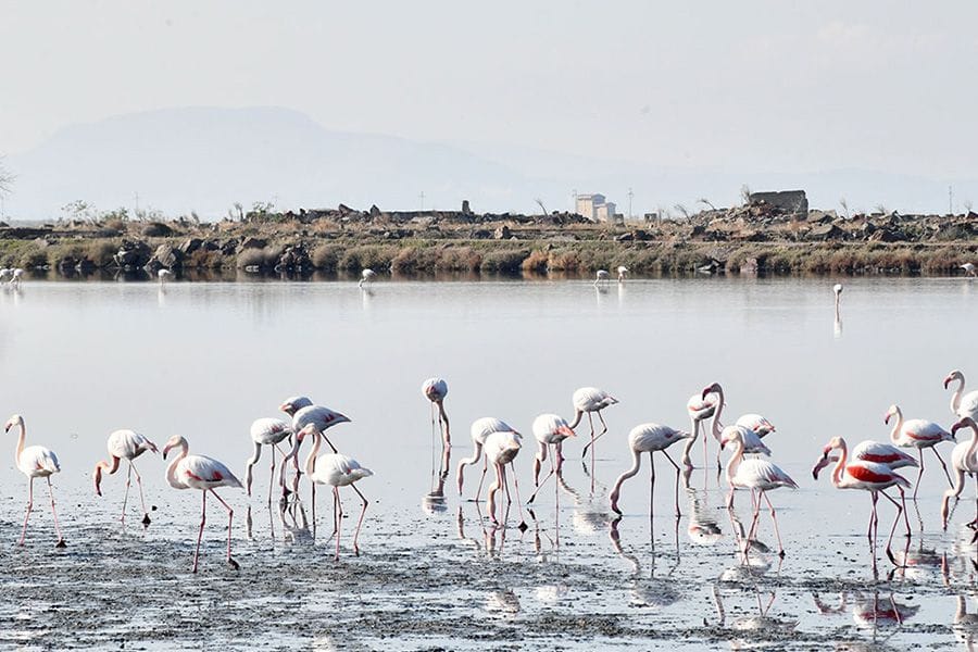 Cigli Rent a Car - Car Rental